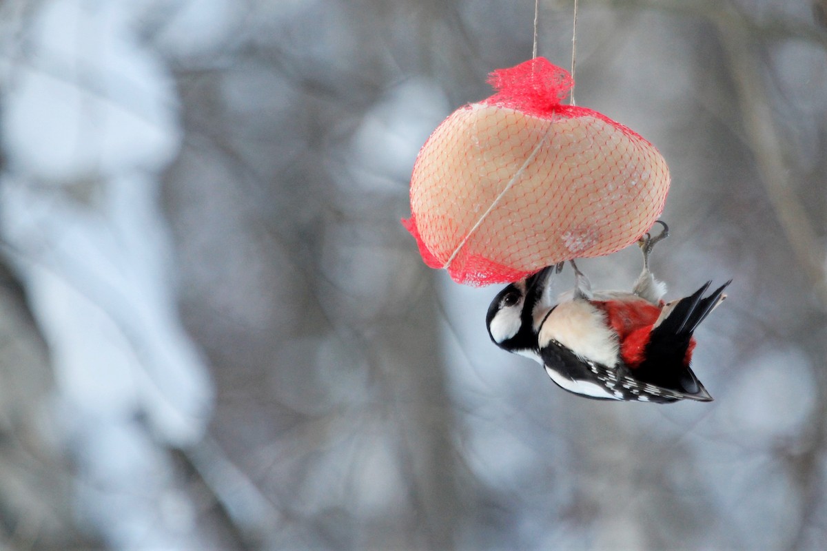 Great Spotted Woodpecker - Murray Christian