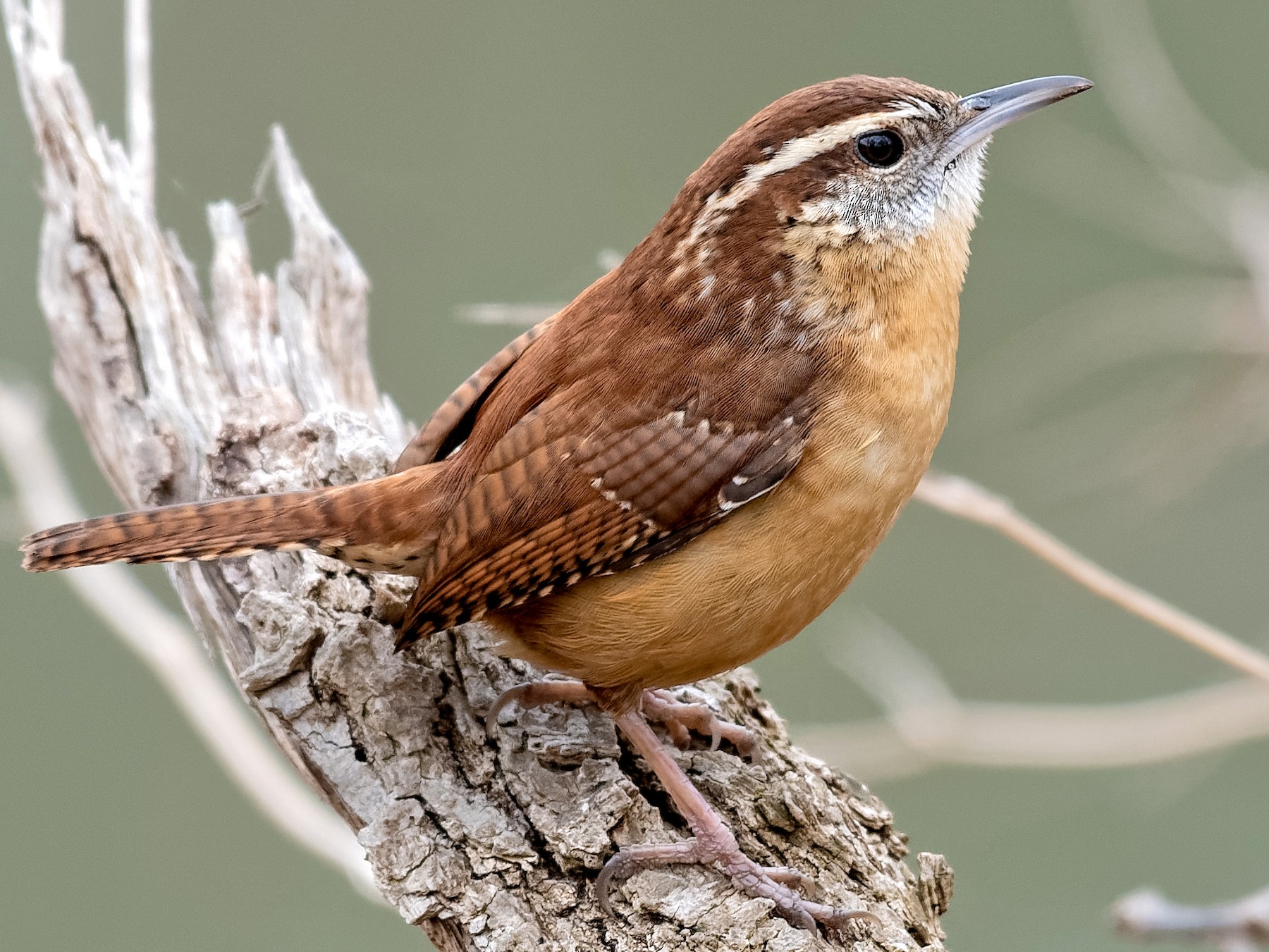 Carolina Wren - eBird