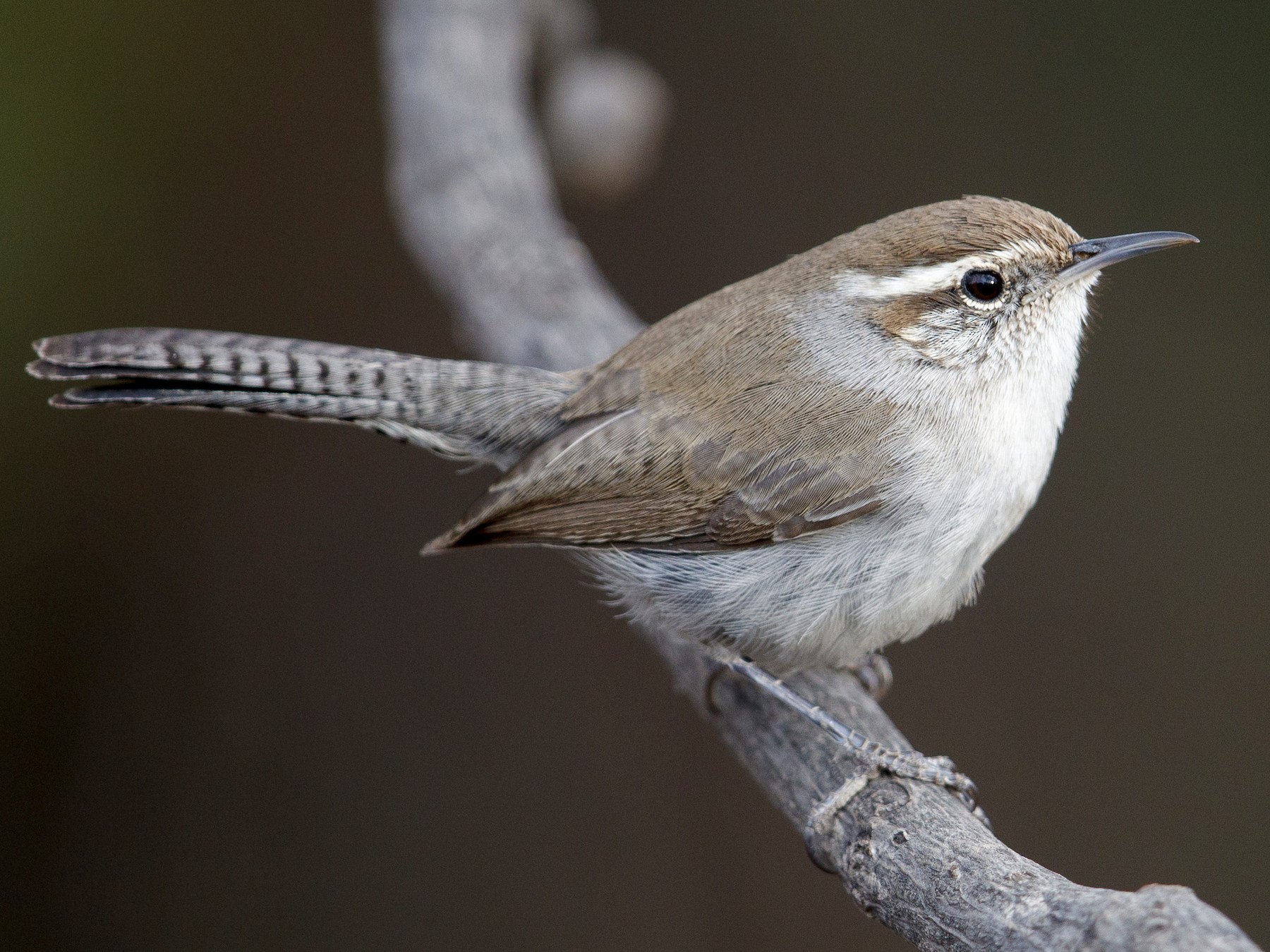 Bewick's Wren - Michael Stubblefield