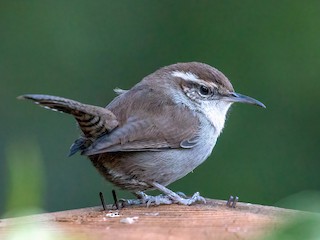  - Bewick's Wren (spilurus Group)