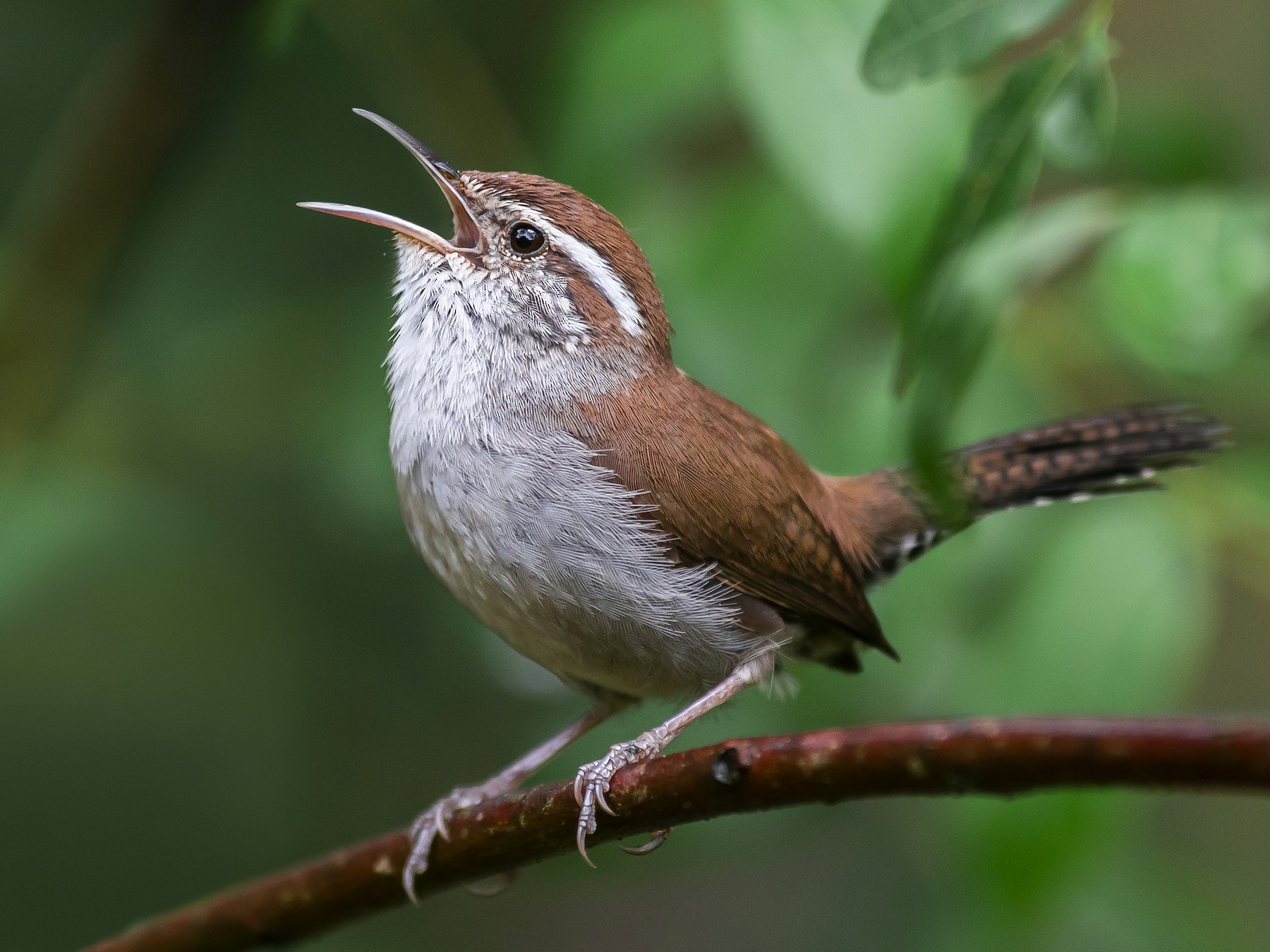 Bewick's Wren - eBird