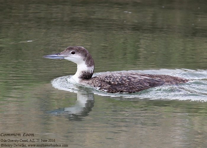 Common Loon - Henry Detwiler