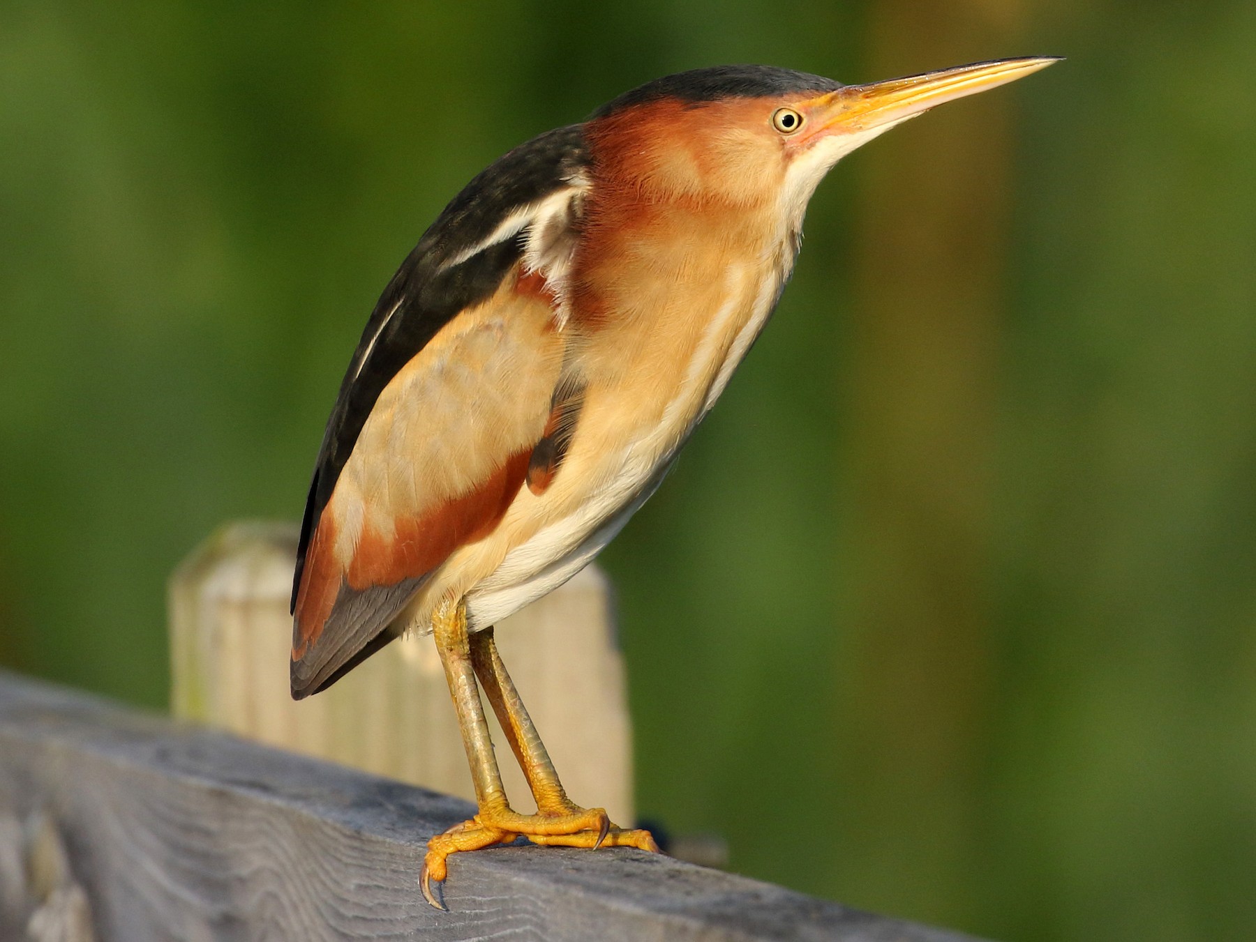 Least Bittern Baby