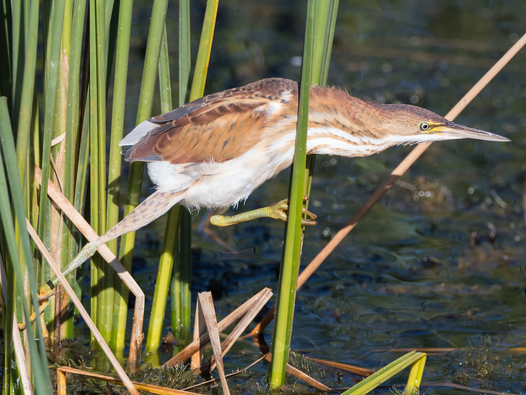 Least Bittern - Roy Chatburn