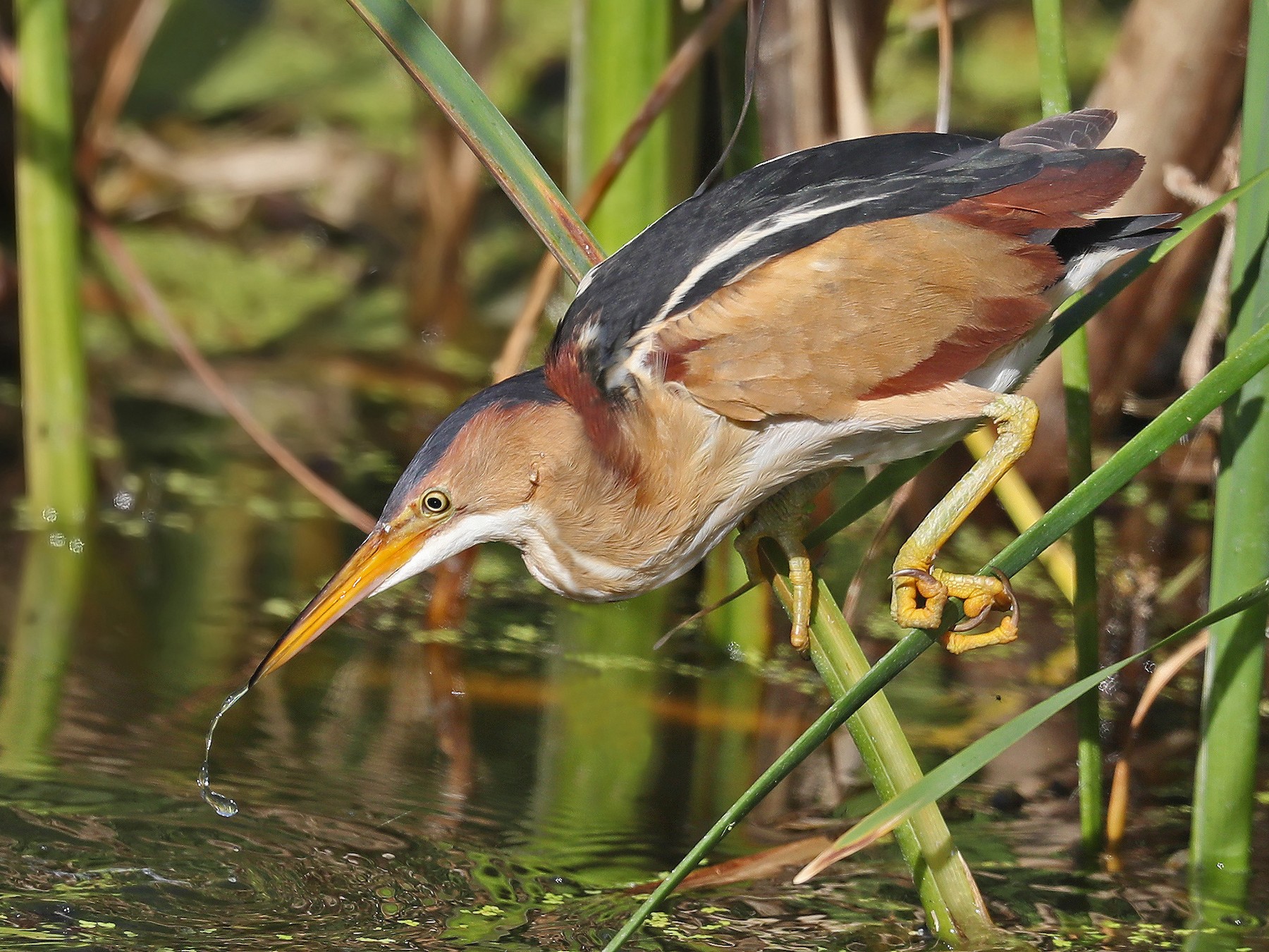 Least Bittern - Matt Davis