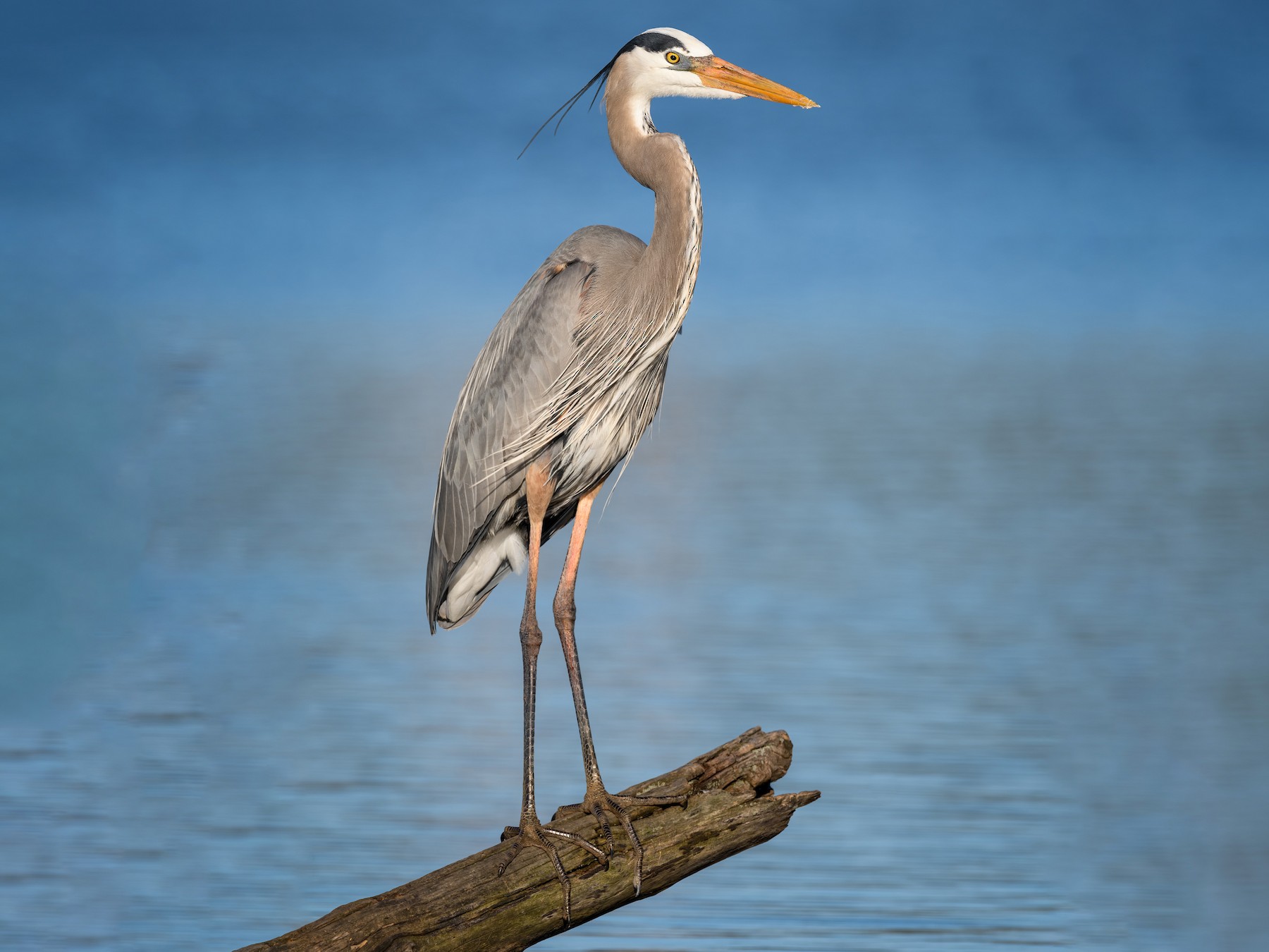 Great Blue Heron - eBird