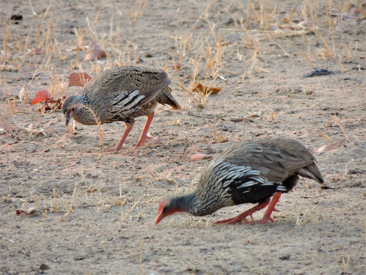Red-necked Spurfowl - ML304479731