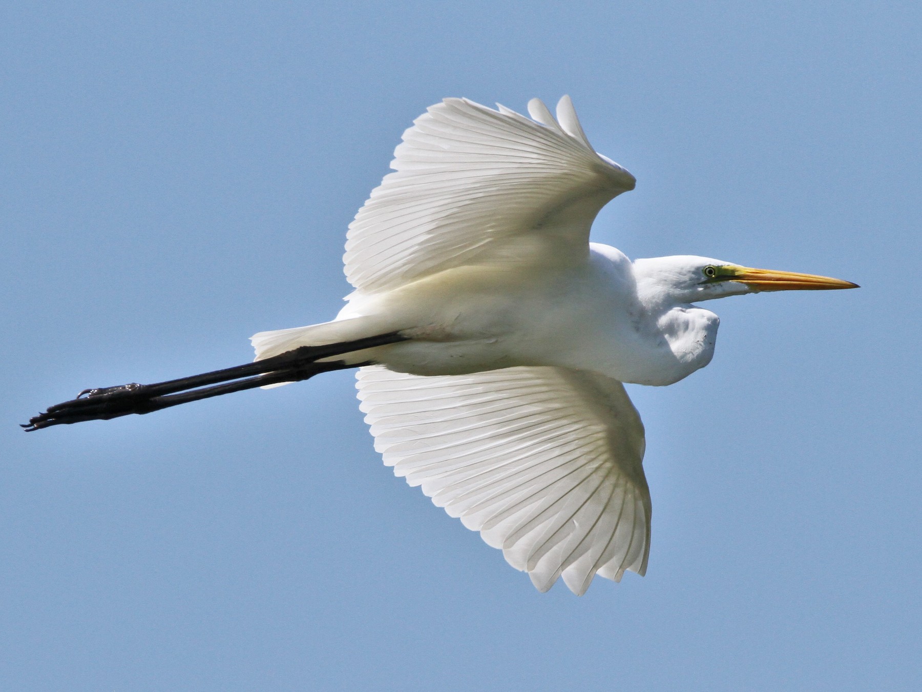 Great Egret - Ardea alba - NatureWorks