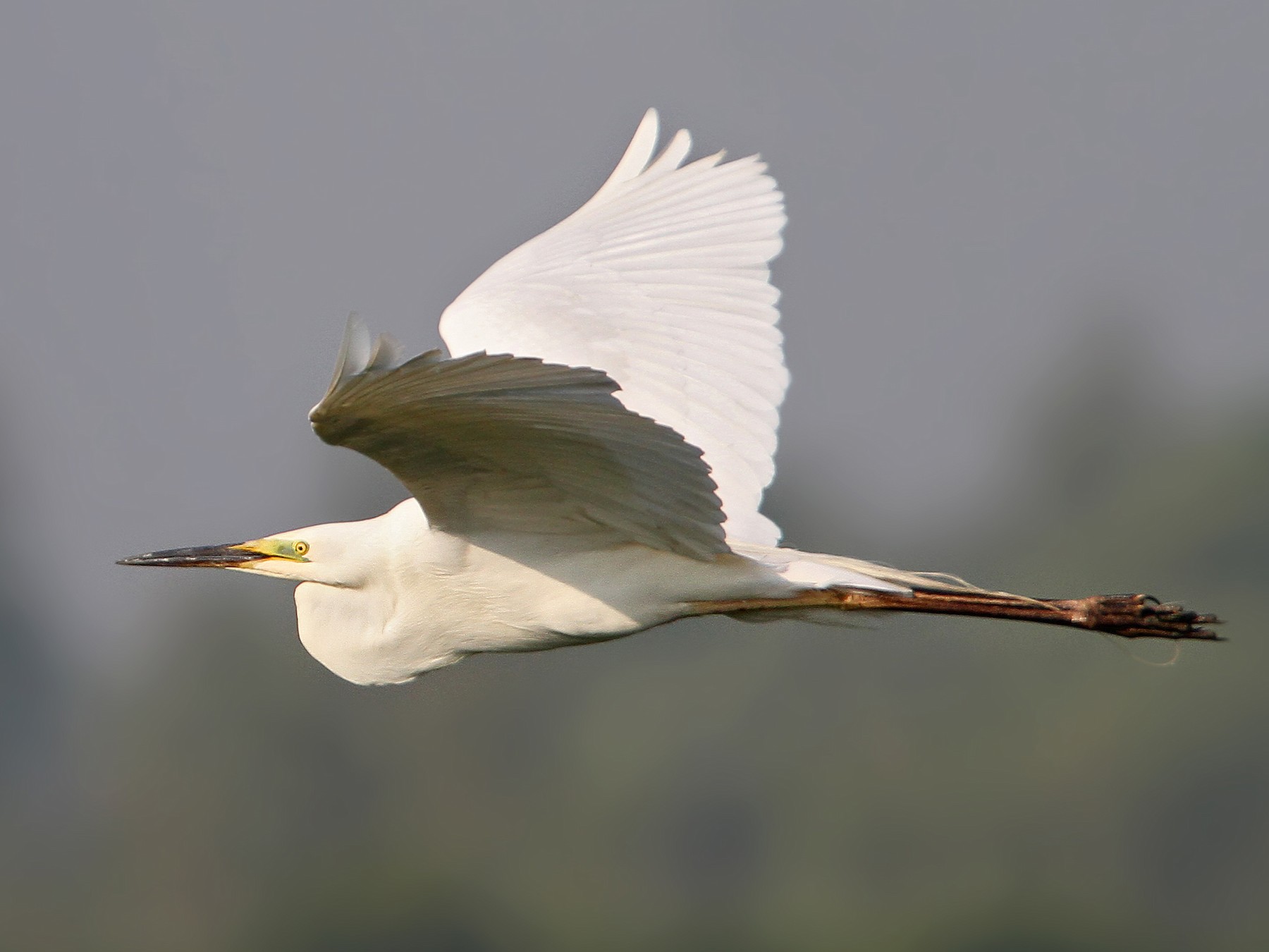 Snowy Egret Identification, All About Birds, Cornell Lab of