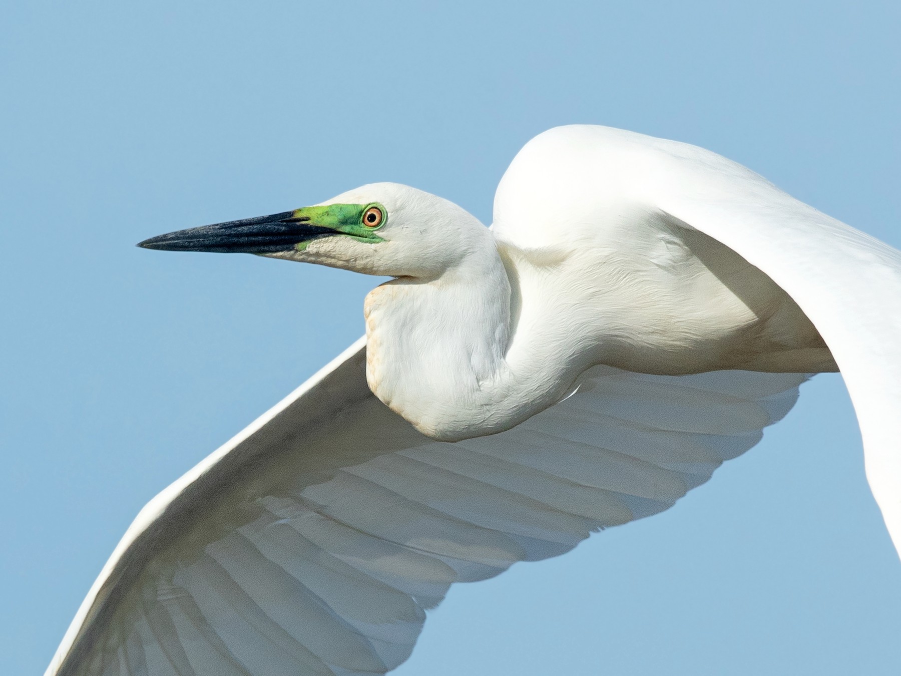 Great Egret - David Irving