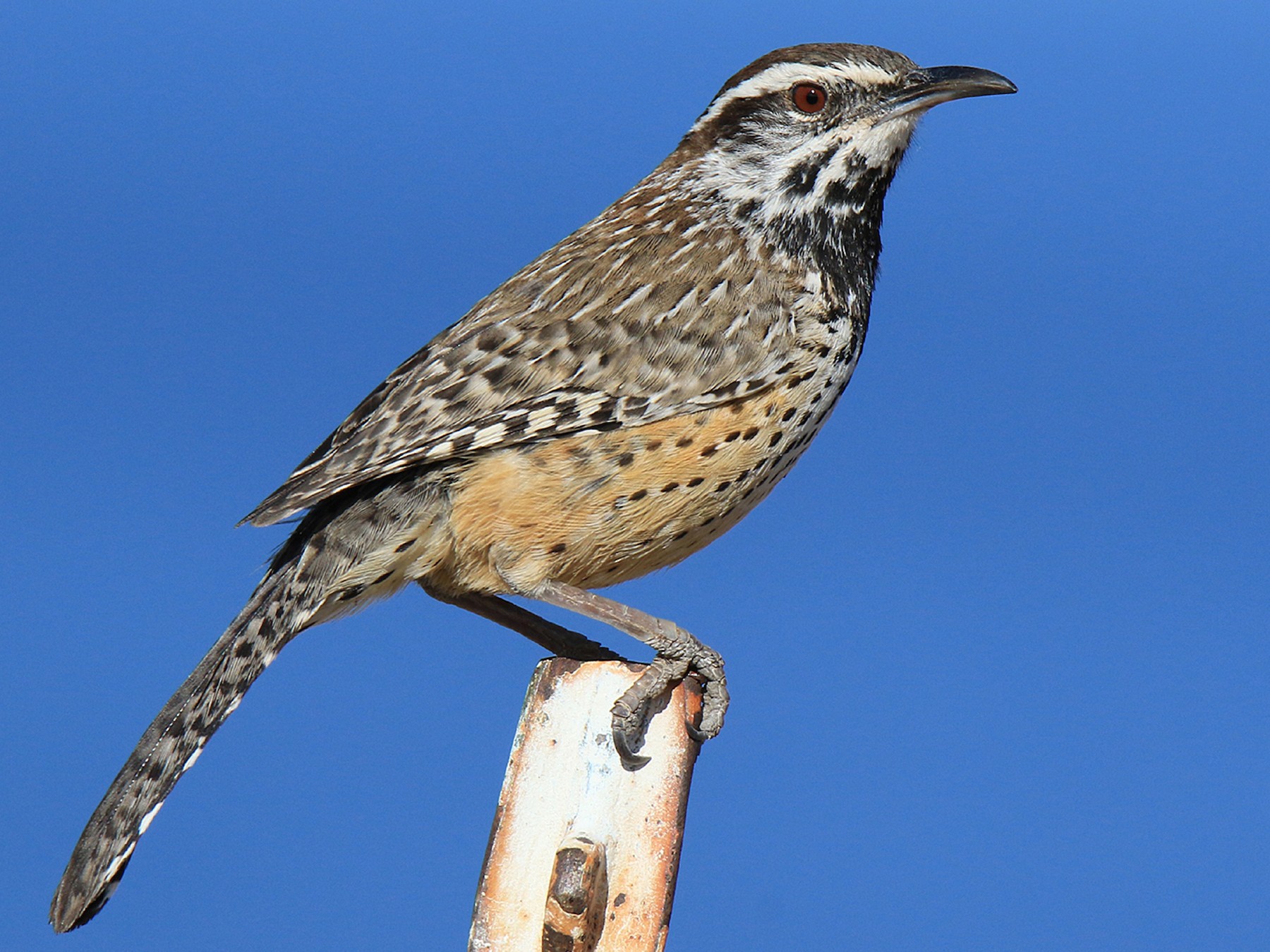 Cactus Wren - Moe Bertrand