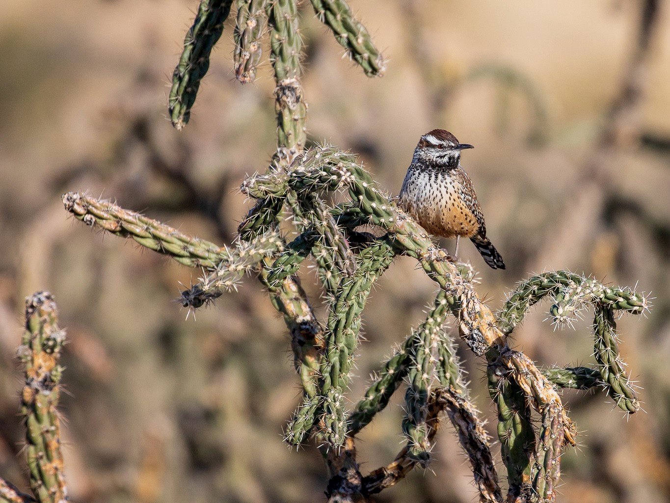 Cactus Wren - Anonymous