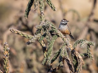 Cactus Wren - eBird