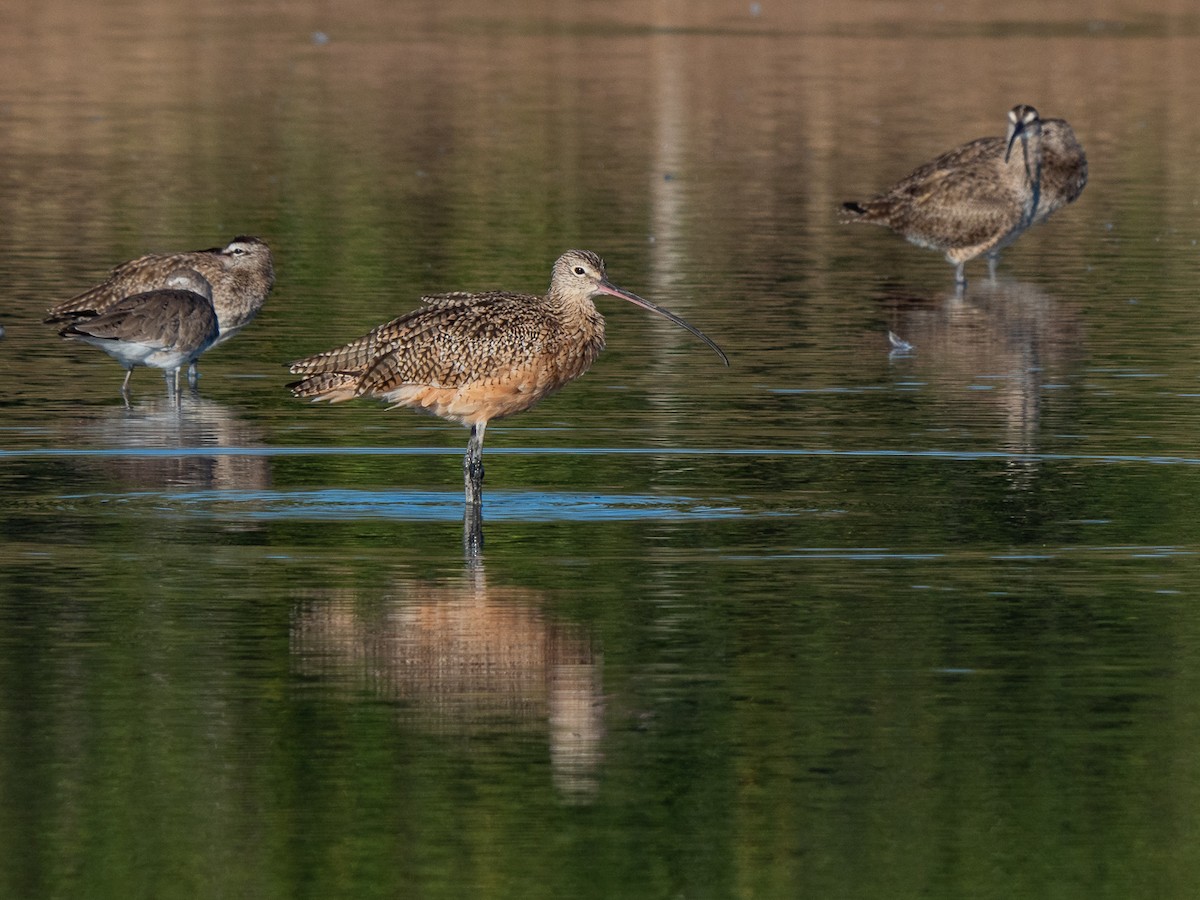 Long-billed Curlew - ML304482261
