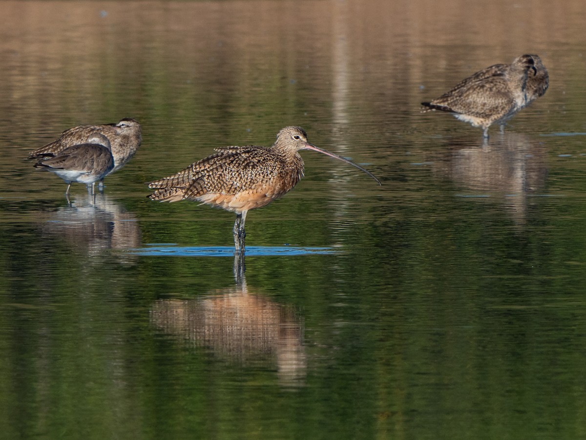 Long-billed Curlew - ML304482281
