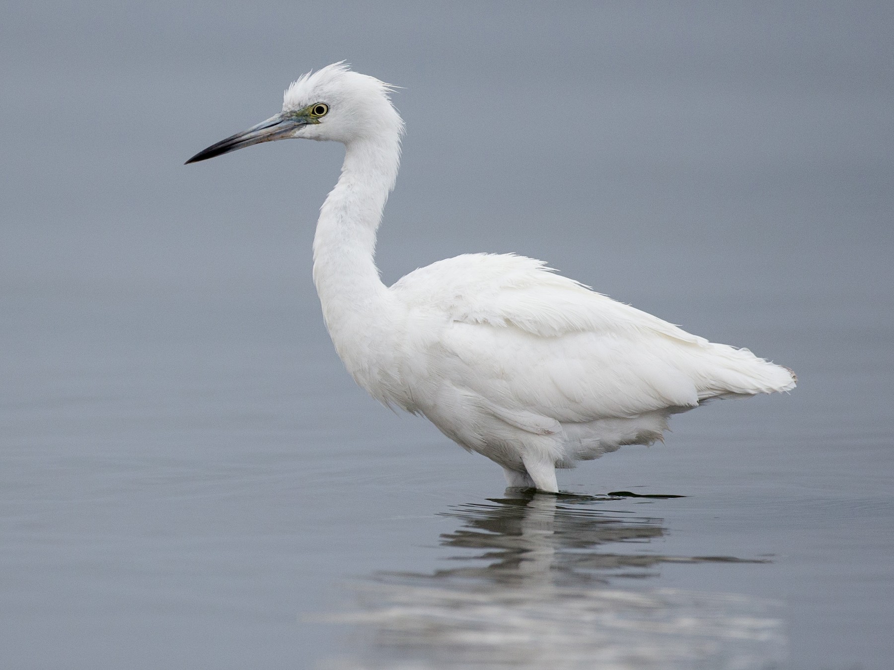 Little Blue Heron - Chris Wood