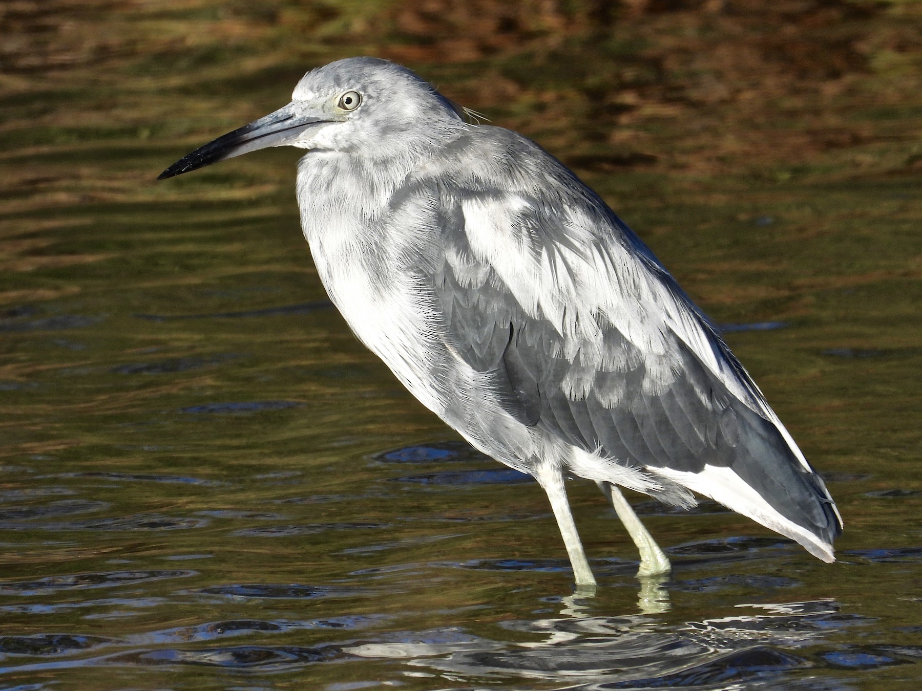 Little Blue Heron - Alejandra Pons