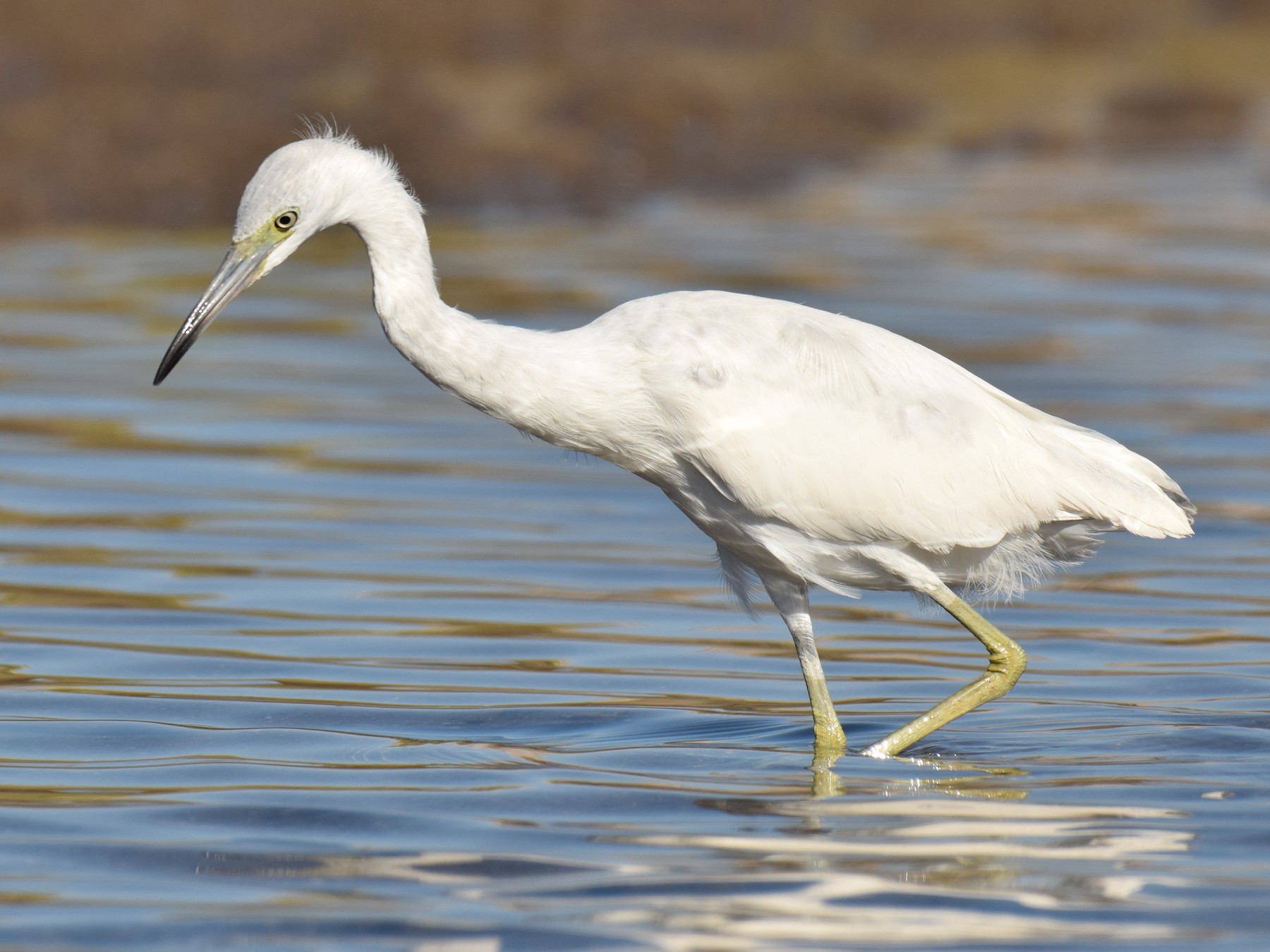 Little Blue Heron - Ryan O'Donnell