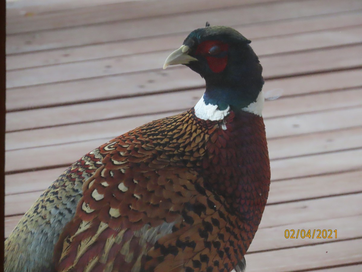 Ring-necked Pheasant - ML304487681