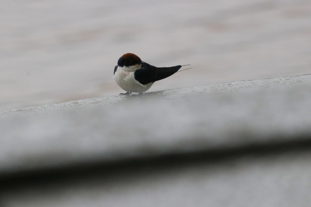 Wire-tailed Swallow - ML304490071