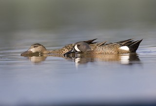 Blue-winged Teal, ML304497041