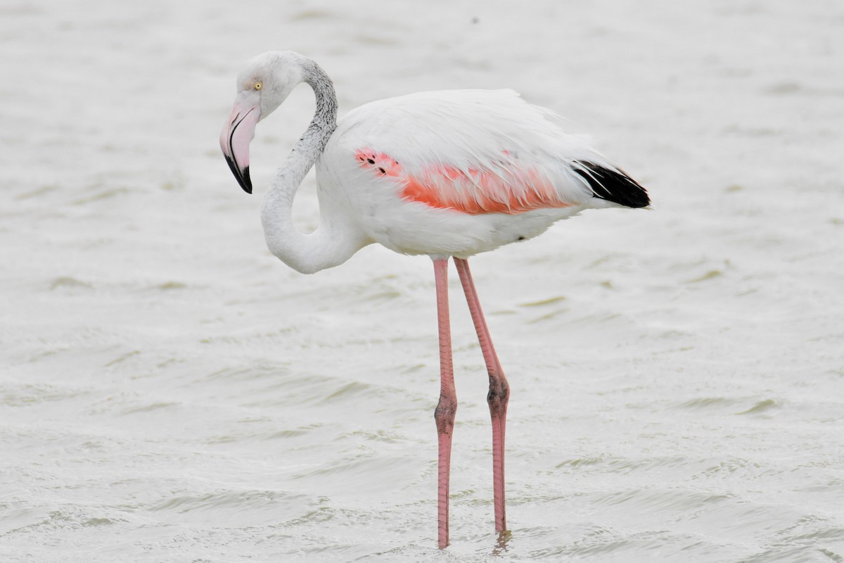 Greater Flamingo - ML304497491