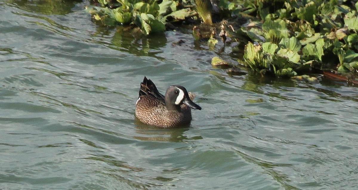 Blue-winged Teal - ML304499121