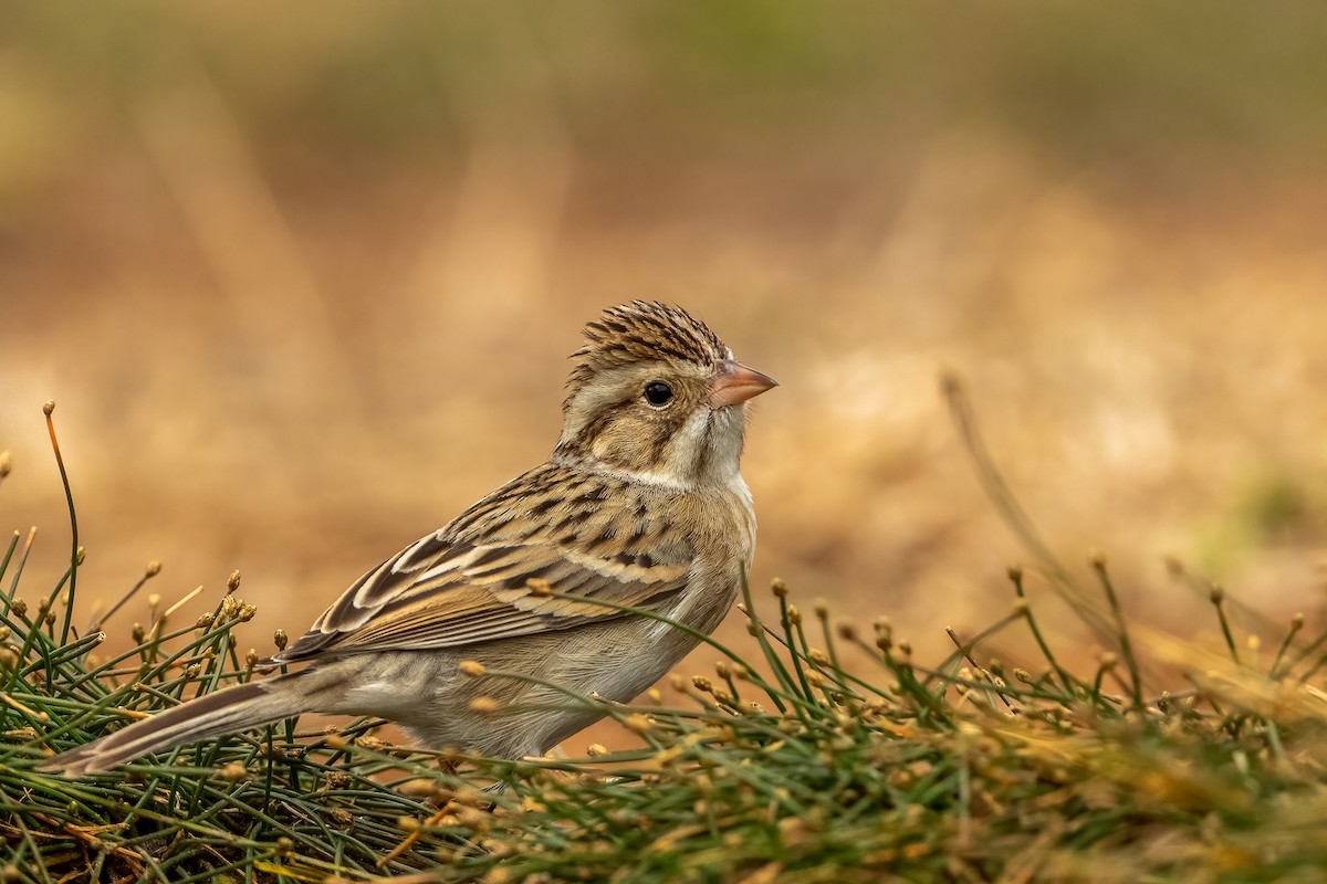 Clay-colored Sparrow - John Missing