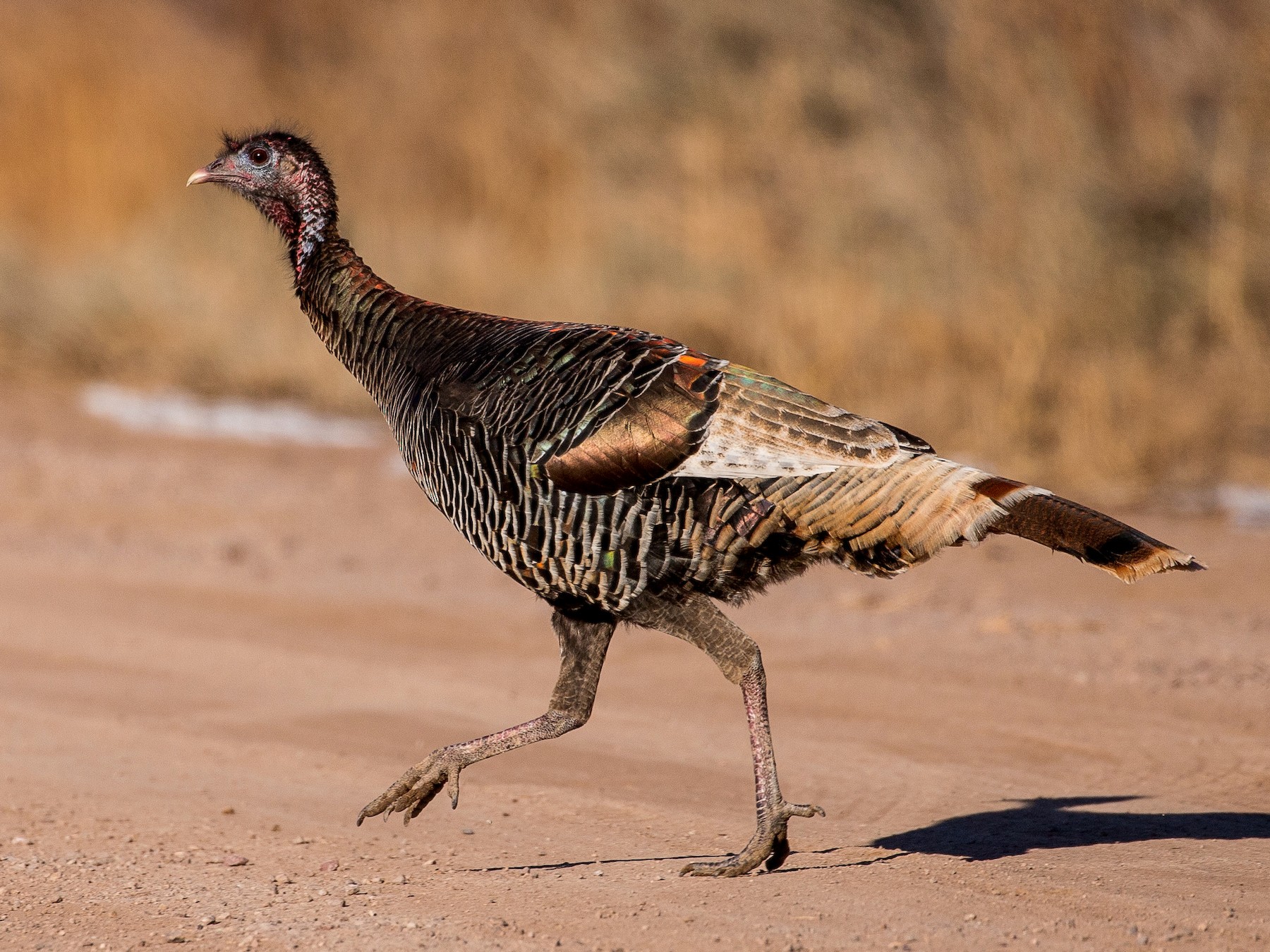 Wild Turkey - eBird