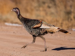 シチメンチョウ - eBird