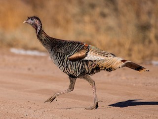 Female - Anonymous - ML304512981