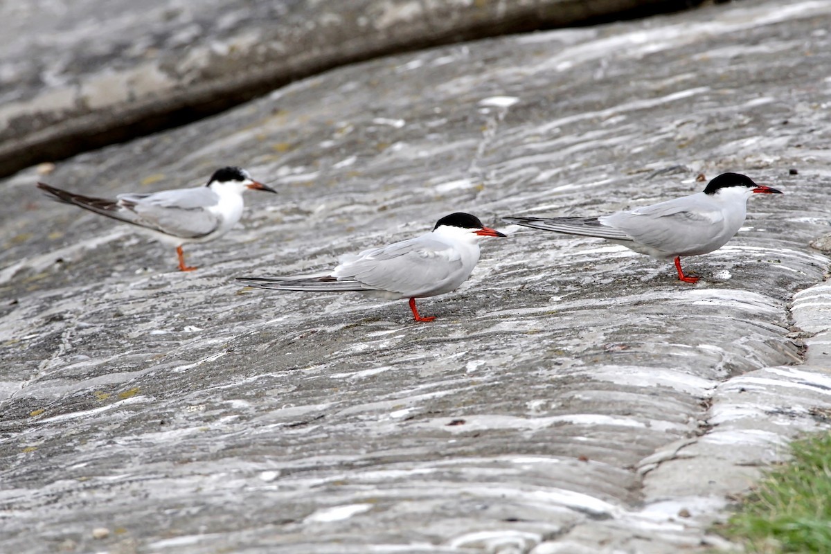 Common Tern - ML30451801