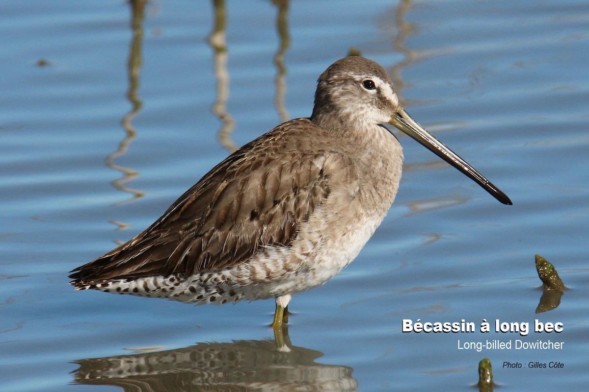 Long-billed Dowitcher - ML304519421