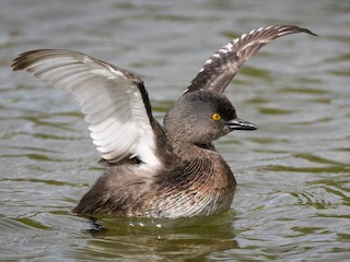 นกเต็มวัยในฤดูผสมพันธุ์ - Darren Clark - ML304519651