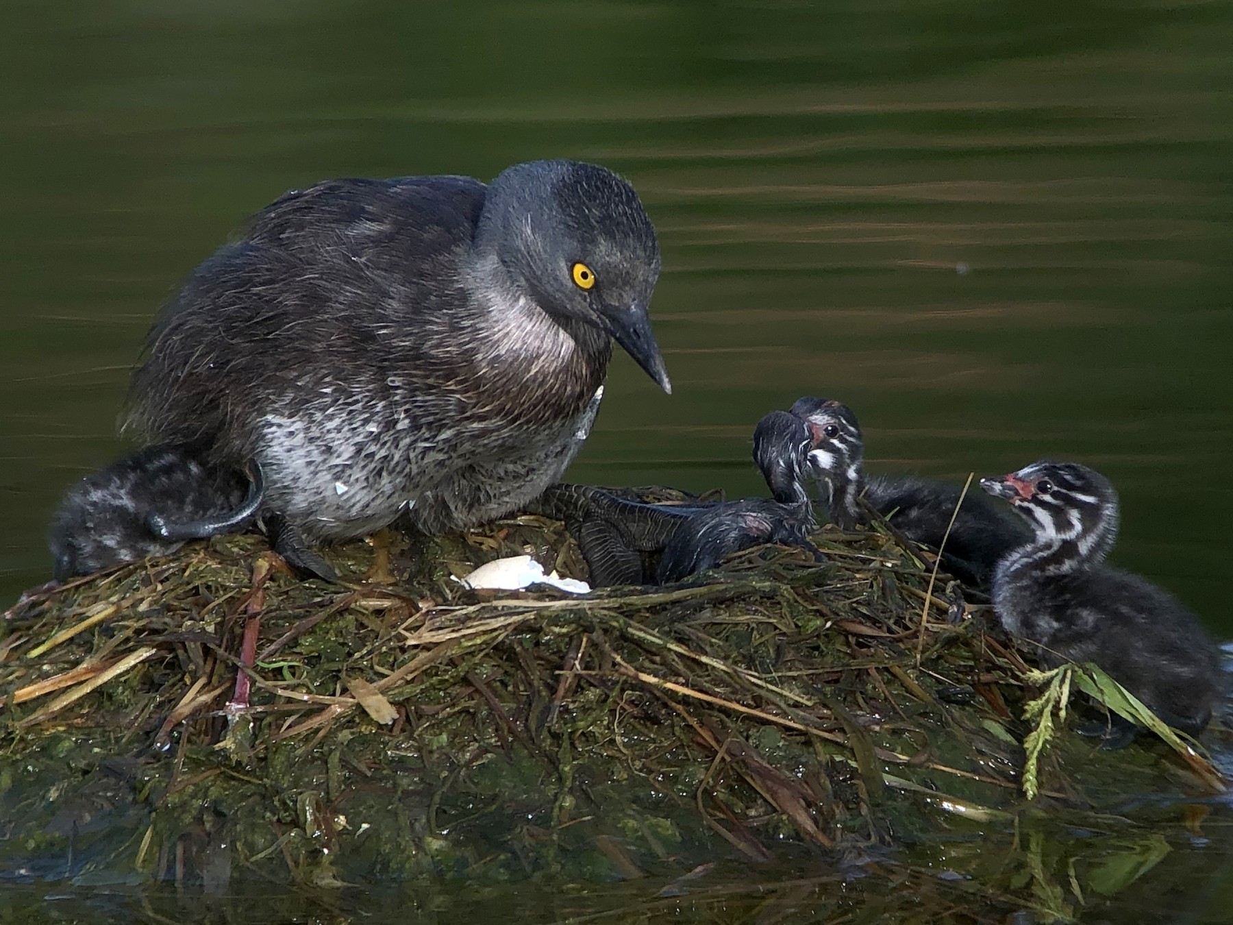 Macá Gris - eBird