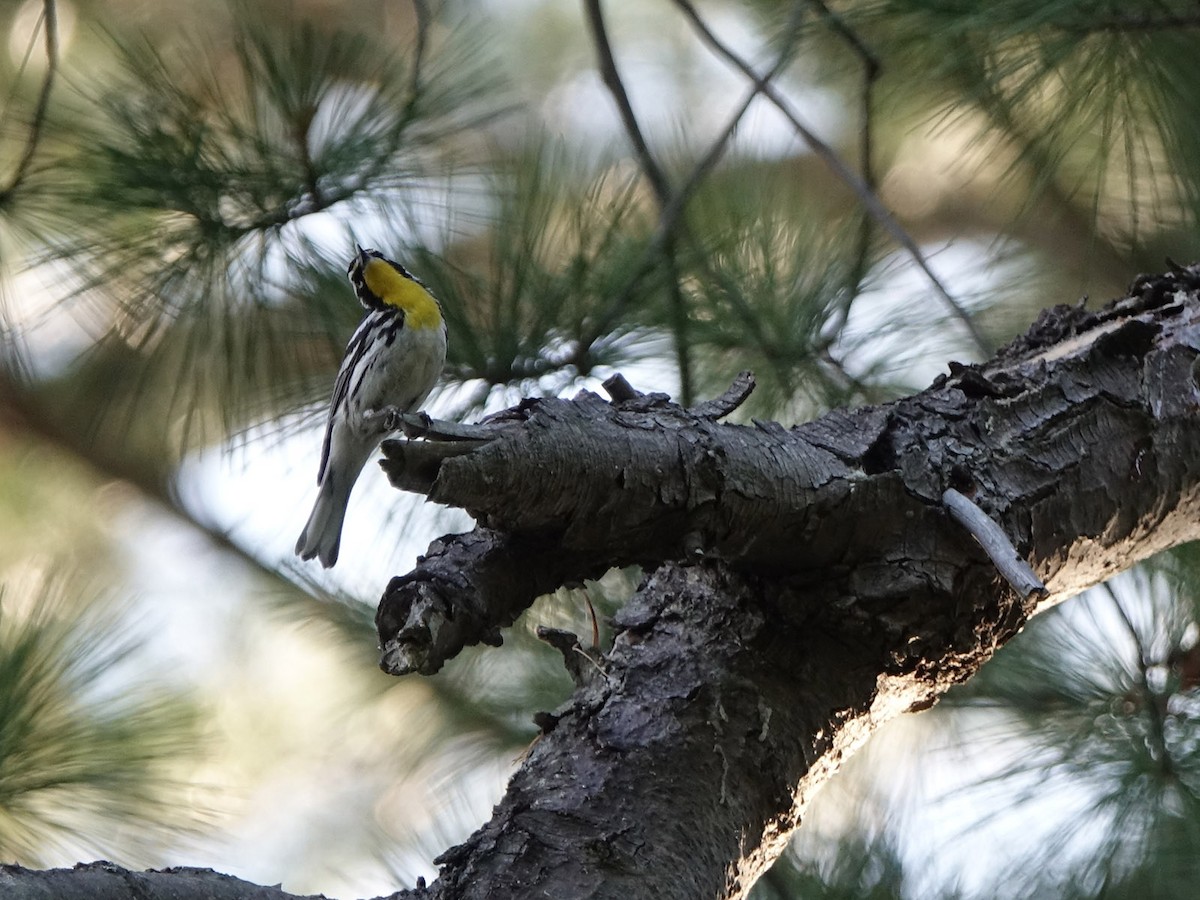 Yellow-throated Warbler - ML30452861