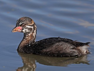 幼鳥 - Matt Davis - ML304529801