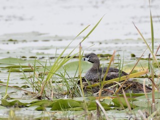 繁殖期成鳥 - Ann Shiller - ML304530361