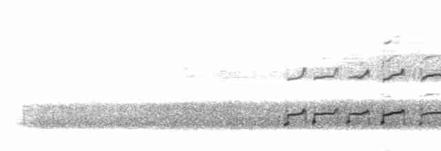 Eurasian Curlew - ML304531