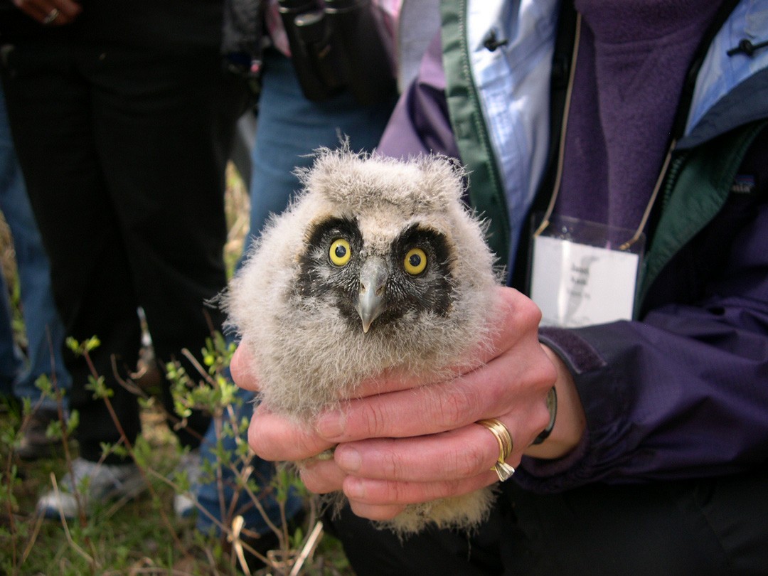 Long-eared Owl - Lou Ann Harris
