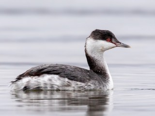 水鳥ツガイ ミミカイツブリ - eBird