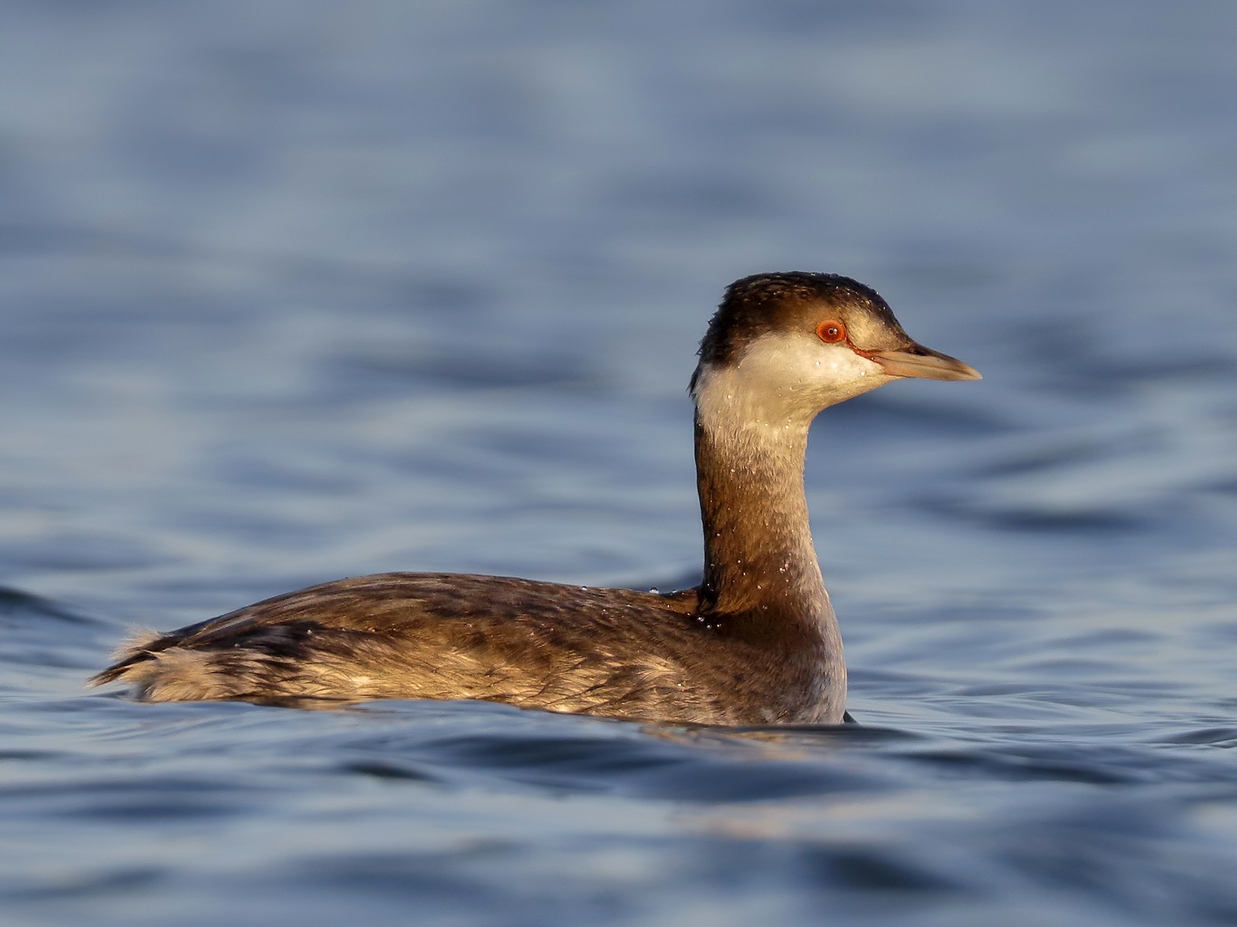 Horned Grebe - Sharif Uddin