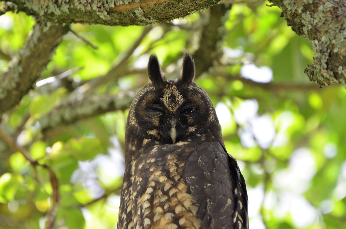 Stygian Owl - Ana Vanegas