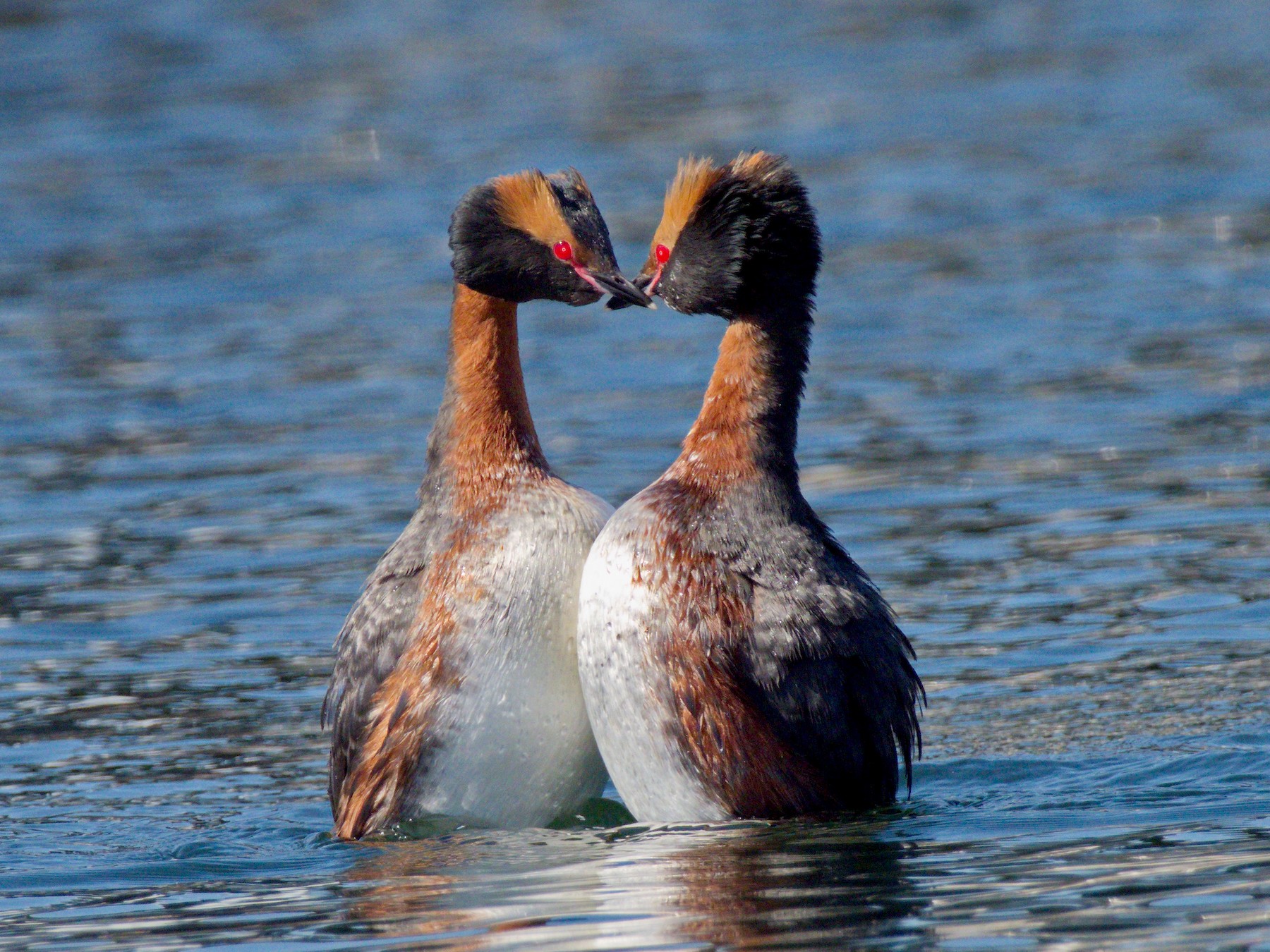 Horned Grebe - John Riegsecker