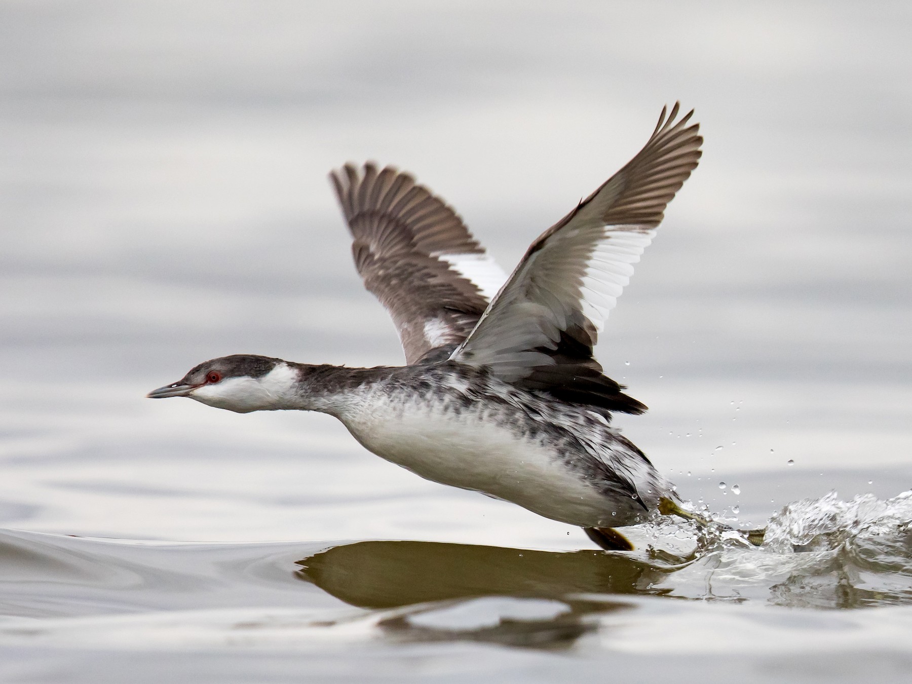 Horned Grebe - Ryan Sanderson