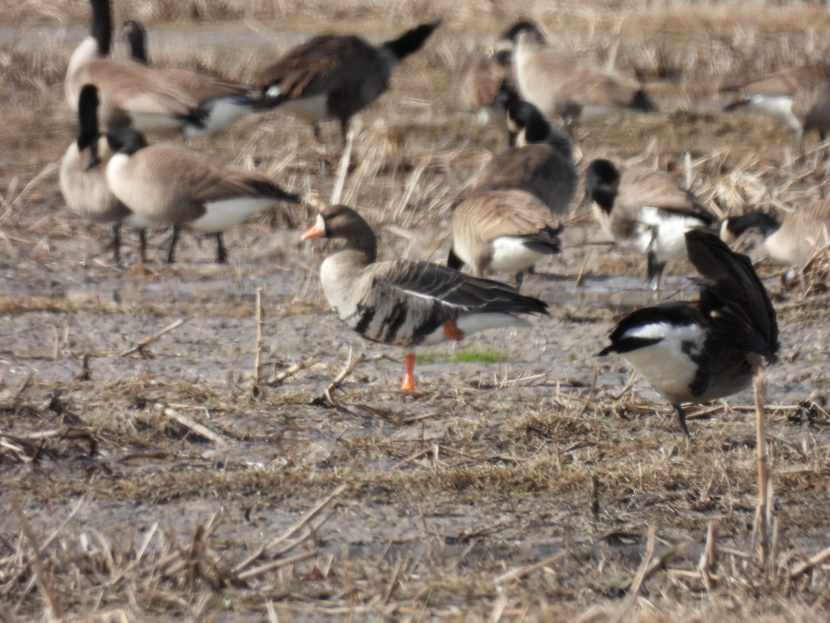 Greater White-fronted Goose - Mary Thomson