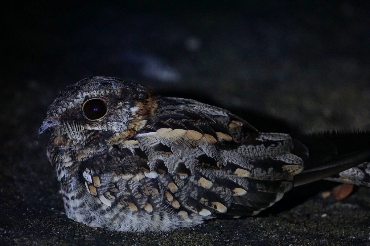 Scissor-tailed Nightjar - Daniel M Haddad - RJ