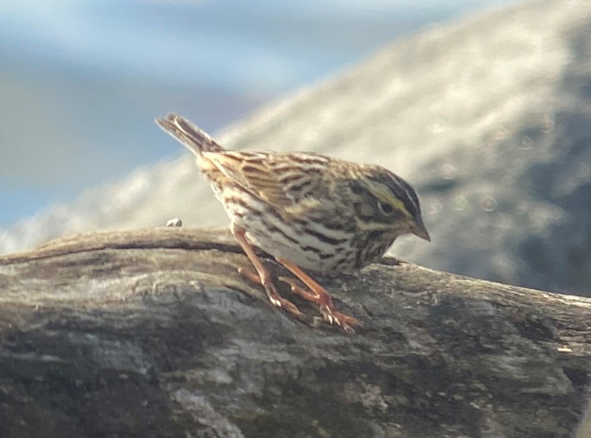 Savannah Sparrow - ML304551291