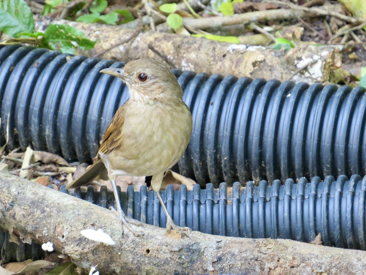 Pale-breasted Thrush - ML304555531