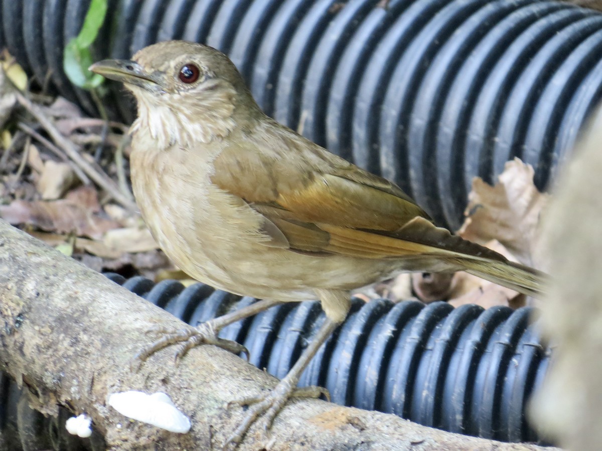 Pale-breasted Thrush - ML304555591